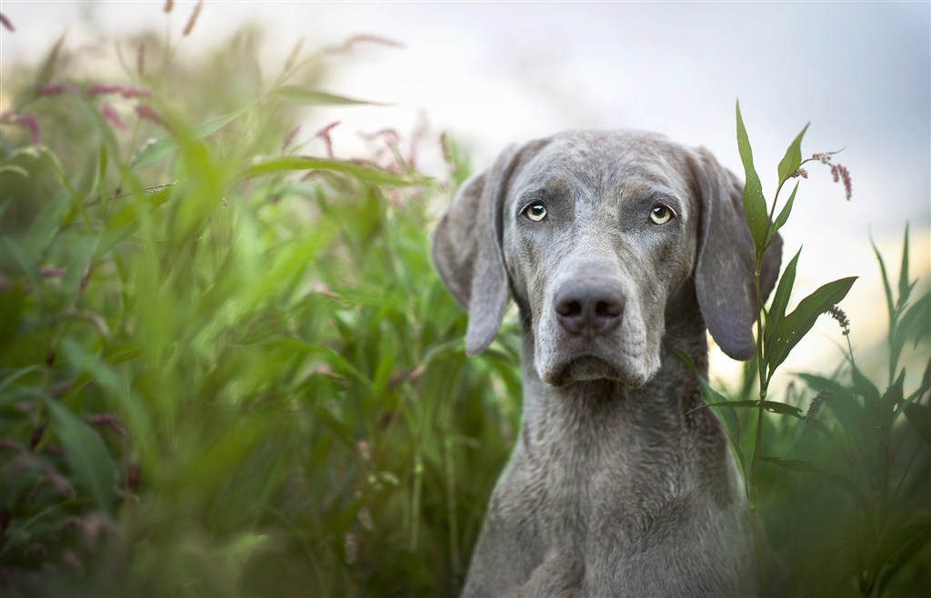 草丛里威玛猎犬狗狗摄影图片