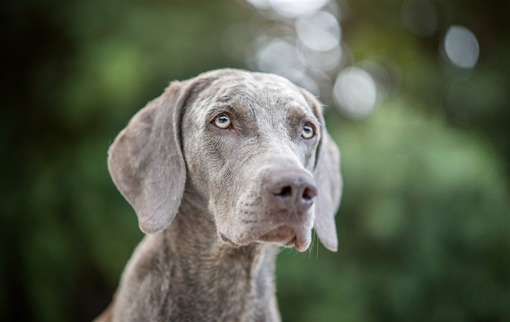 高清威玛猎犬狗狗摄影图片