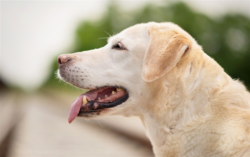 高清吐舌头拉布拉多犬狗狗图片