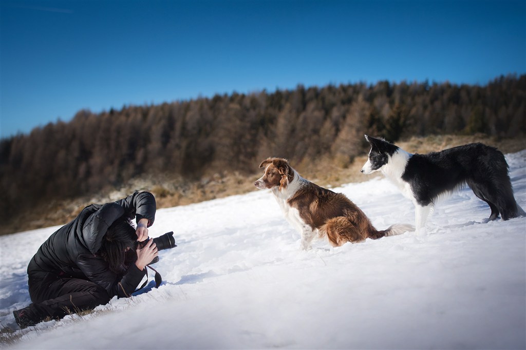 雪地里摄影师给狗狗拍照图片