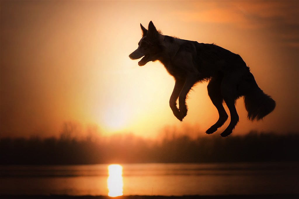 高清跳跃的狼狗剪影摄影图片