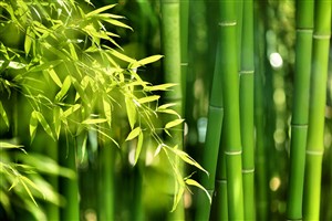 高清竹林竹子风景图片