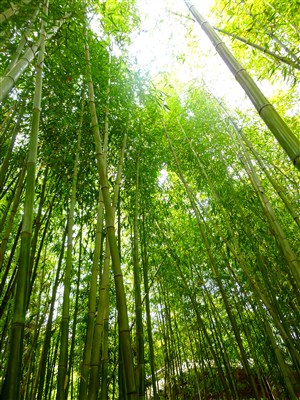 高清竹子竹林风景图片