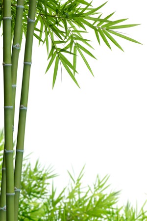 竹子背景风景图片