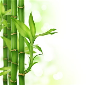 高清竹子背景图片