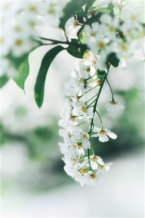 唯美清闲白色花朵图片