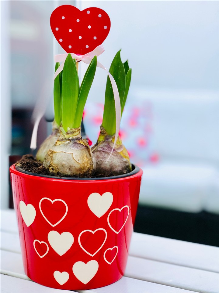 红色花盆栽风信子图片