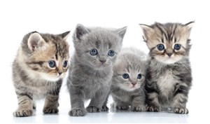 正在观察的四只小猫高清摄影图