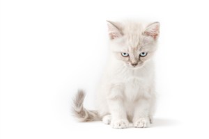 生气的浅色小猫高清摄影图片