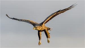 展翅翱翔的老鹰高清摄影图片