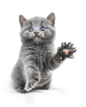 灰色呆萌的灰色猫高清摄影图片