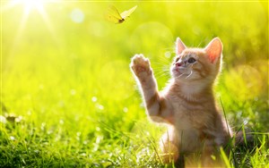 草地上扑蜻蜓的猫咪高清摄影图