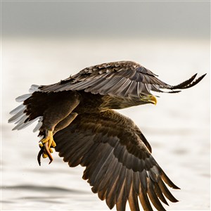 飞翔的老鹰侧面特写高清摄影图