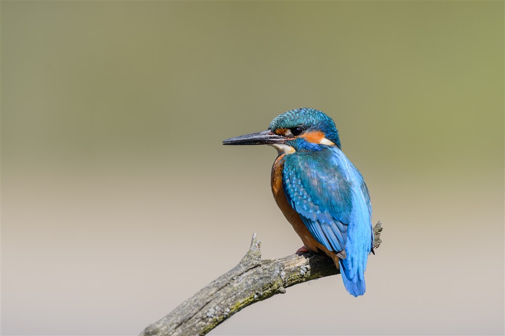 停在枝干上的蓝色小鸟侧面高清摄影图片