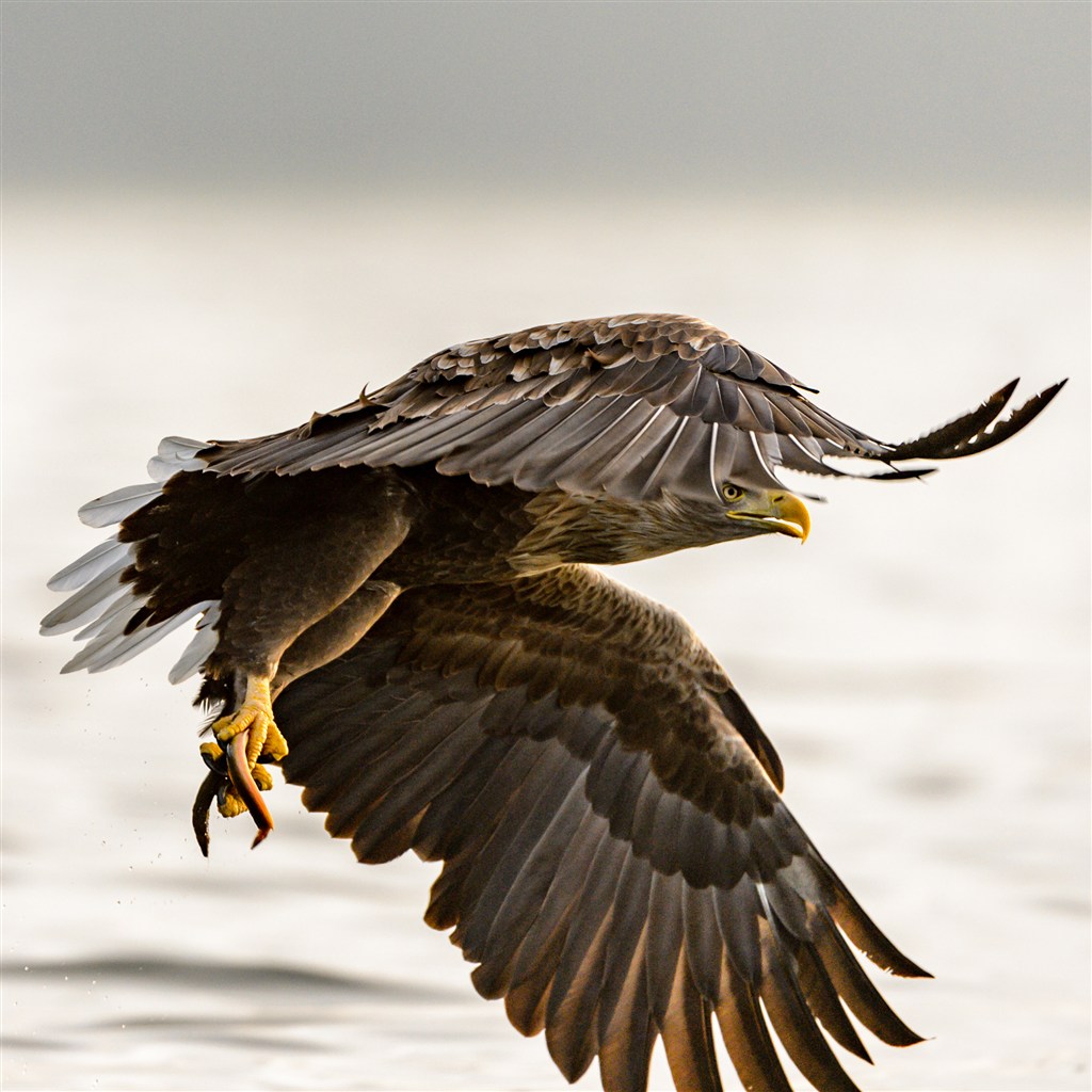 飞翔的老鹰侧面特写高清摄影图