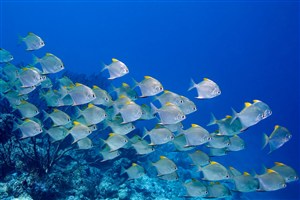 深蓝色的海底中的鱼群高清摄影