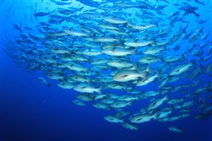 蔚蓝色大海中的鱼群高清摄影图