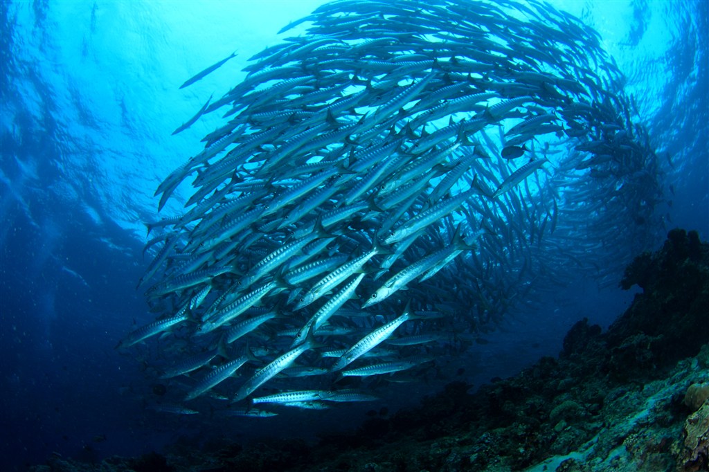 在海底保持队形的鱼群高清摄影