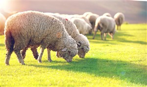 绿茵茵草地上的吃草的绵羊高清摄影图片