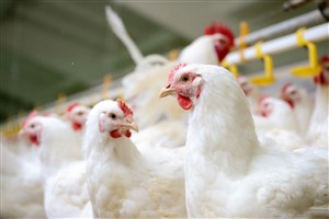养殖场里的白色鸡群高清摄影图