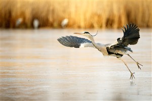 湖面上的飞舞的丹顶鹤高清摄影