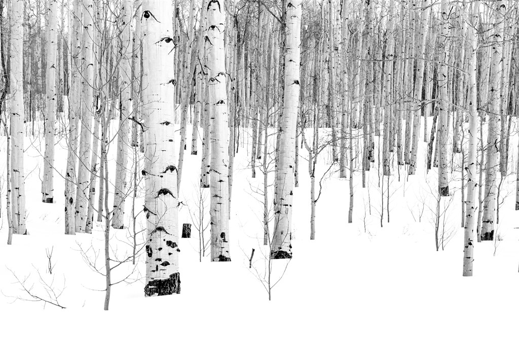 雪地里的大树白桦林高清
