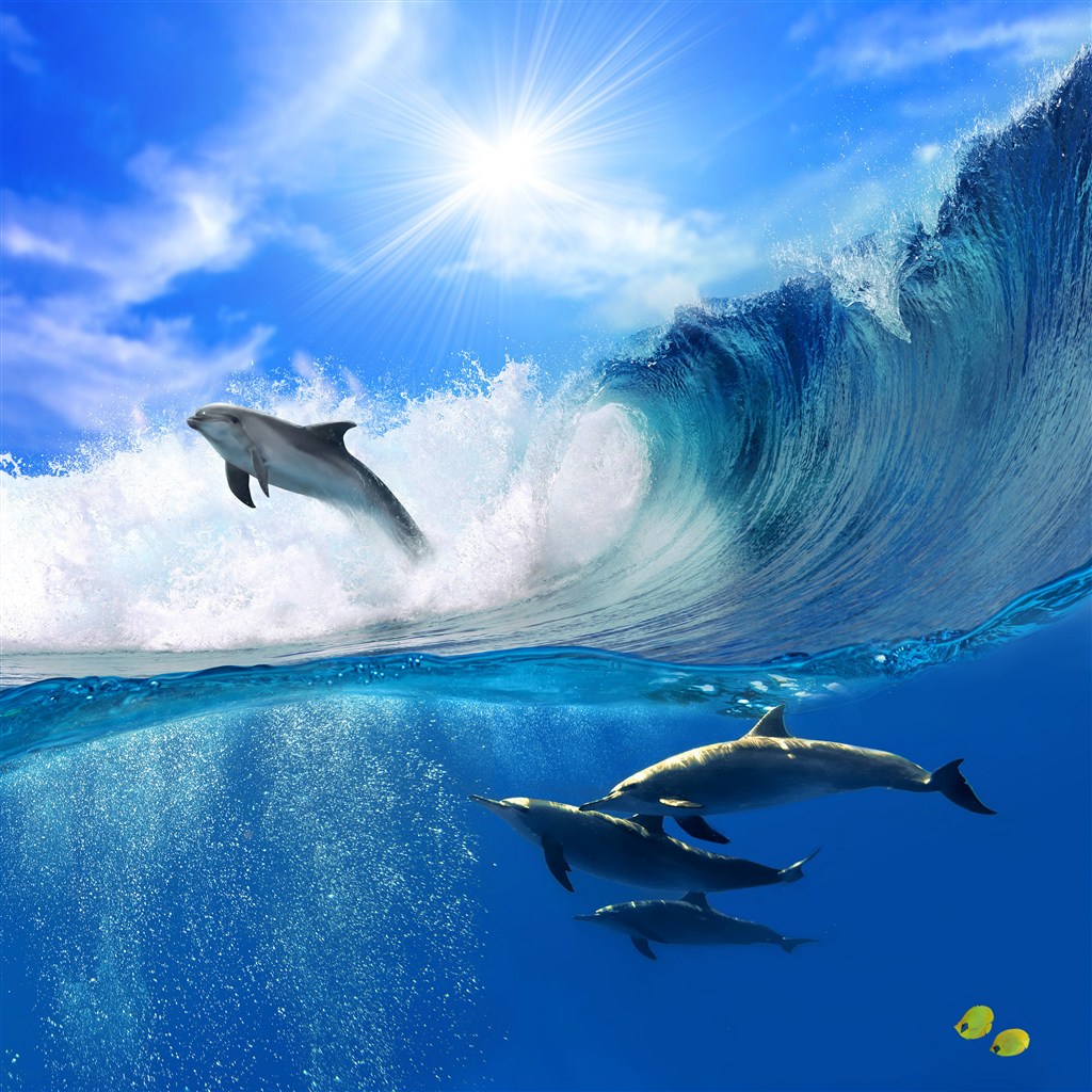 唯美蓝天大海中的海豚高清图