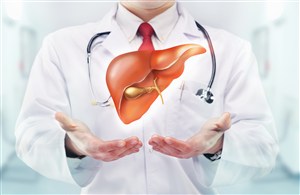 医师手上的肝脏模型高清图片