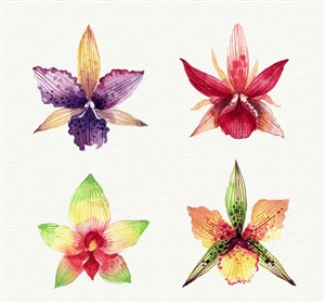 4款水彩绘兰花花朵矢量素材
