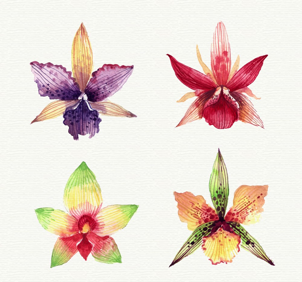 4款水彩绘兰花花朵矢量素材