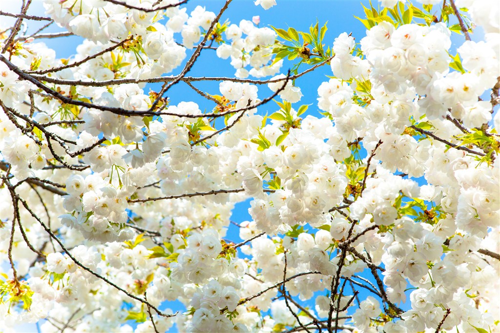 唯美白色樱花图片