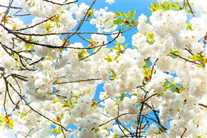 美丽清新白色樱花图片