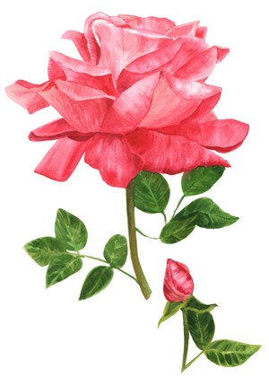 彩绘玫瑰花设计矢量素材