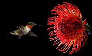 大红花朵旁边的的蜂鸟高清摄影