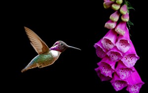 紫色铃兰旁边的蜂鸟高清摄影图