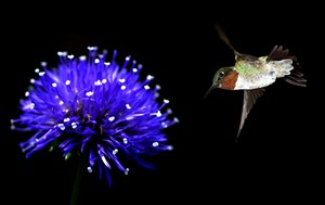 蜂鳥旁邊的奇幻紫色花朵高清攝