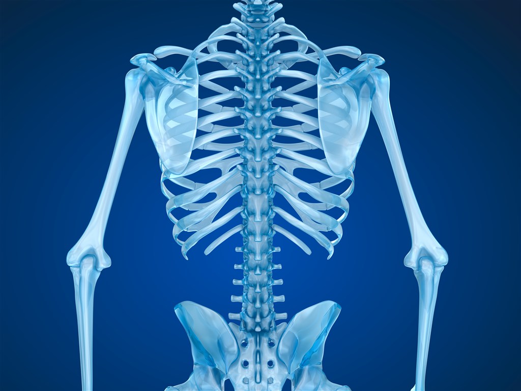 模拟人体骨骼创意高清图片