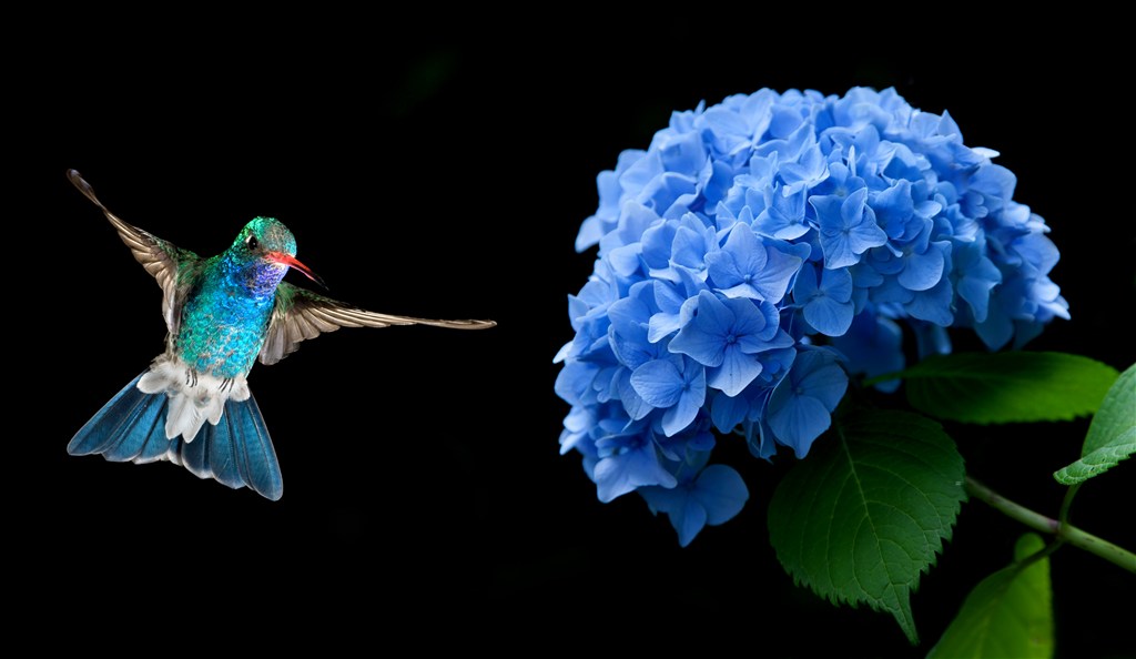 蓝色绣球旁边的蜂鸟高清摄影