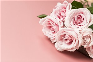 情人节玫瑰花素材
