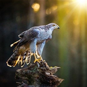 阳光下停在树上的猫头鹰 