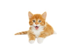 黄色毛茸茸的小猫咪高清摄影图