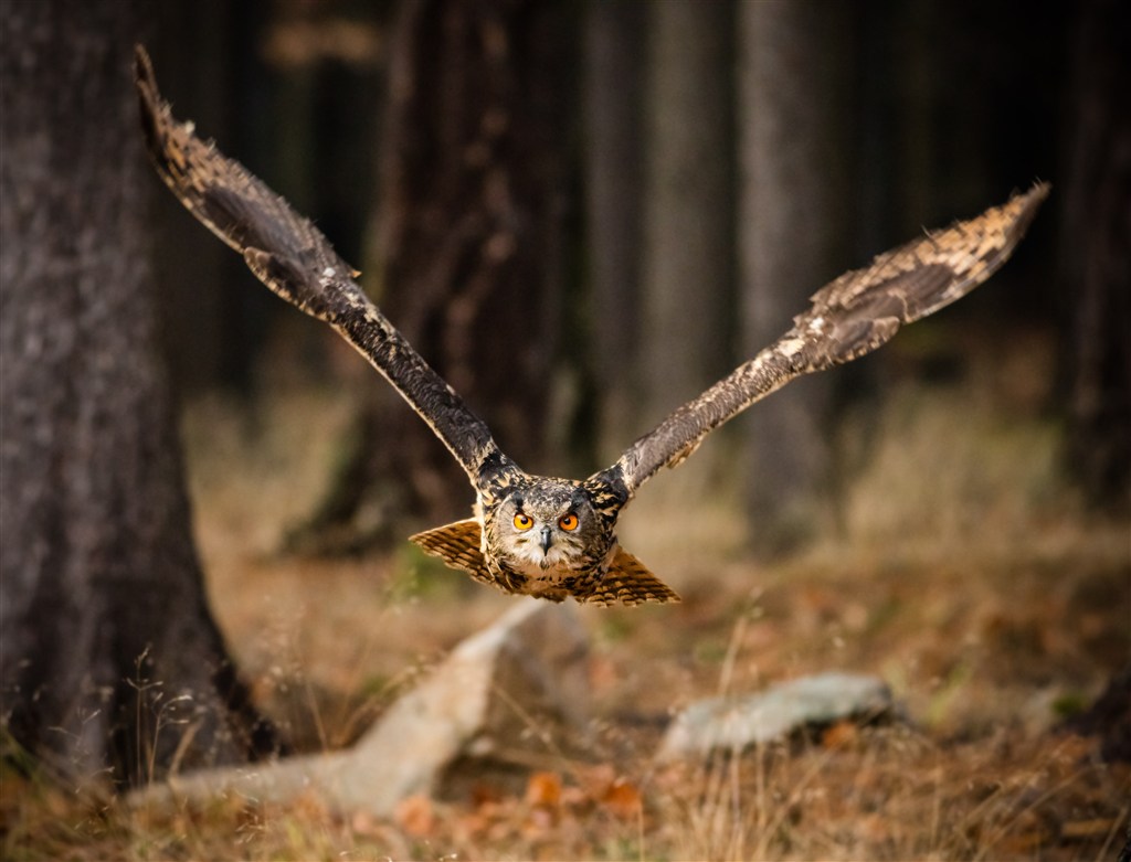 丛林中展翅飞翔的猫头鹰高清摄影