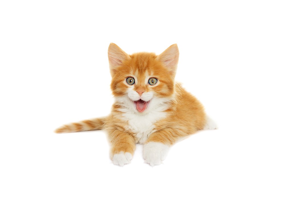 黄色毛茸茸的小猫咪高清摄影图