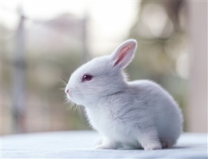 白色的小兔子侧面高清摄影图片