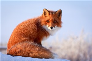 红色的狐狸高清摄影图片