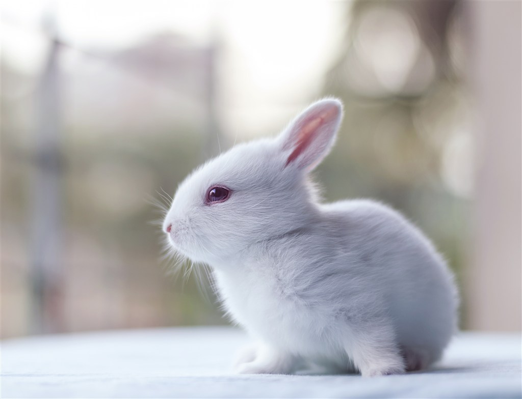 白色的小兔子侧面高清摄影图片
