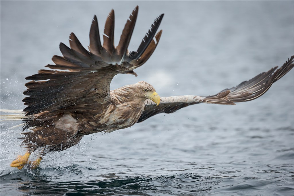海面上展翅飞翔的老鹰高清摄影
