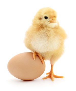 小鸡鸡爪踩在鸡蛋上的高清摄影图