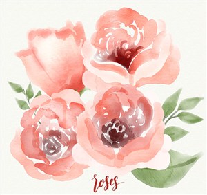 水彩绘4朵粉色玫瑰花矢量素材