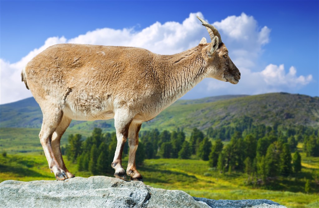 在山上往下看的羚羊高清摄影图
